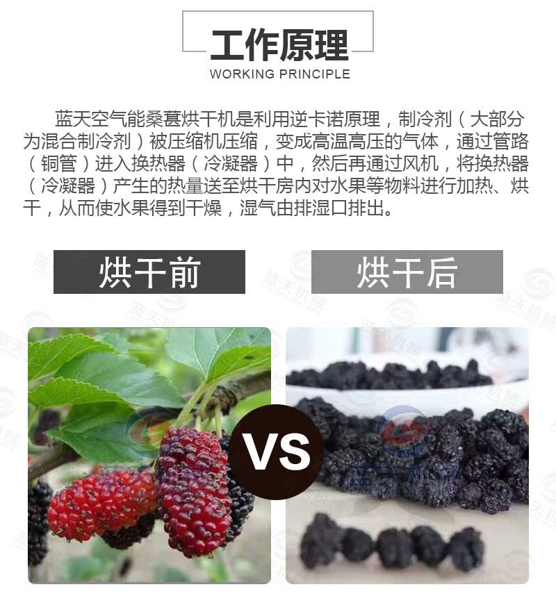 桑葚烘干機工作原理