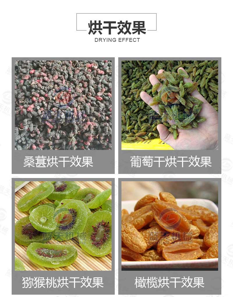 桑葚烘干機烘干效果