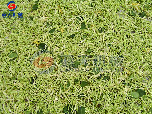 烘干前的金銀花